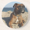 Suche nach boxerhund untersetzer Hunde