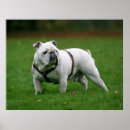 Suche nach englische bulldogge poster Haustiere