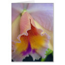 Suche nach cattleya orchidee postkarten Lila