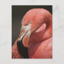 Suche nach karibischer flamingo poster Rosa
