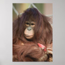 Suche nach pongo poster Gesicht