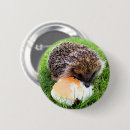Suche nach igel buttons Tiere
