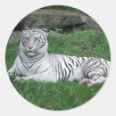 Suche nach weißer tiger aufkleber Natur