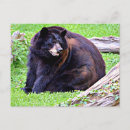 Suche nach säugetier postkarten Schwarzbär