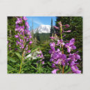 Suche nach phlox postkarten Natur