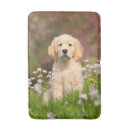 Suche nach goldies Golden retriever