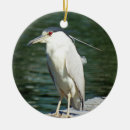 Suche nach schwarzer vogel ornamente Tiere