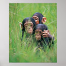 Suche nach schimpanse poster Natur