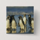 Suche nach seevogel buttons Tier