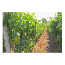 Suche nach weinherstellung poster Weingut