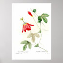 Suche nach passionsblume poster Blumen