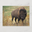 Suche nach amerikanischer büffel postkarten Wildtiere