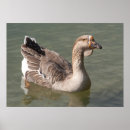 Suche nach niedliche vögel poster Vogel