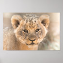 Suche nach niedlicher löwe poster Afrika