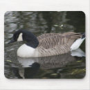 Suche nach kanada gänse mousepads Tierwelt