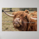 Suche nach funny cow poster Kuh