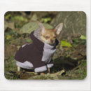 Suche nach lustige chihuahua mousepads Klein