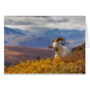 Suche nach dall schafe postkarten Bergschaf