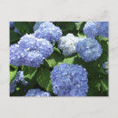Suche nach hydrangea blumen postkarten Botanisch