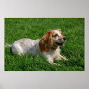 Suche nach cocker spaniel hund poster Pet