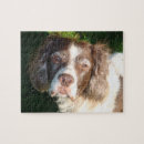 Suche nach englisches spaniel spielzeug spiele Tiere