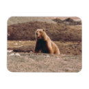 Suche nach grizzly magnete Wildtiere