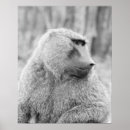 Suche nach konzentration poster Tiere
