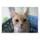 Suche nach miezekatze postkarten Fotografie