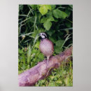 Suche nach wachteln poster Bobwhite