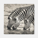 Suche nach zebras magnete Tier