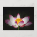Suche nach lotus blume postkarten Massage