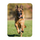 Suche nach german shepherd alle magnete Niedlich