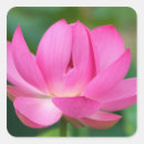 Suche nach lotusblüte aufkleber Rosa