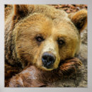 Suche nach grizzlybär poster Braun