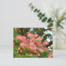 Suche nach baumblüten postkarten Rosa