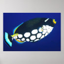 Suche nach trigger poster Unterwasser