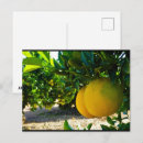 Suche nach orangenbäume postkarten Obst
