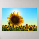 Suche nach sun poster Sonnenstrahl