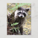 Suche nach waschbären poster Fotografie