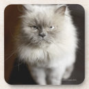 Suche nach gereizt Katze