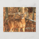 Suche nach whitetail postkarten Tierwelt