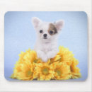 Suche nach lustige chihuahua mousepads Welpe