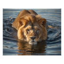 Suche nach afrikanischer lowe poster Mähne