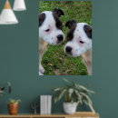 Suche nach staffordshire bull terrier poster Welpe