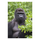 Suche nach gorilla foto poster Primat