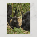 Suche nach berggorilla postkarten Afrika