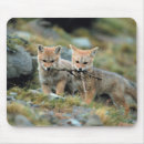 Suche nach chilene mousepads Tier