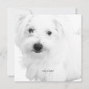 Suche nach maltesisch einladungen Hund