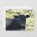 Suche nach schwarze schafe postkarten Lamm