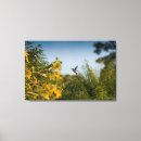 Suche nach kolibris leinwandbilder Wild lebende tiere